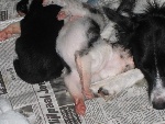 3 weken